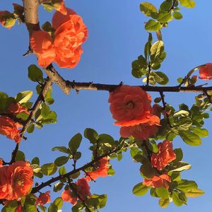 东北奇淫老老妇
